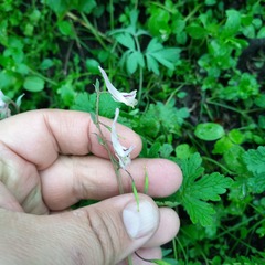 Corydalis glaucescens, photograph Alexander Dubynin, CC BY, iNaturalist via GBIF