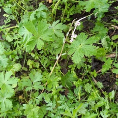Corydalis glaucescens, photograph Alexander Dubynin, CC BY, iNaturalist via GBIF