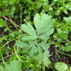 Corydalis glaucescens, photograph Alexander Dubynin, CC BY, iNaturalist via GBIF