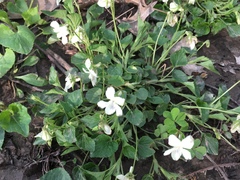 Viola striata