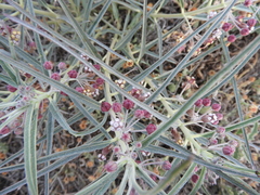 Asclepias brachystephana