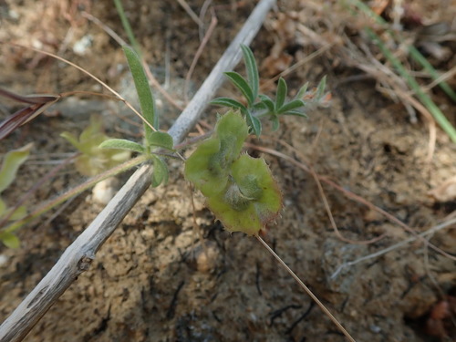 Image of Anthyllis circinnata by (c) Daniel Cahen, some rights reserved (CC BY)