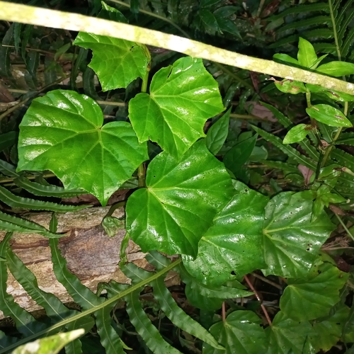 Image of Begonia convolvulacea by (c) Patrícia Mees, some rights reserved (CC BY)