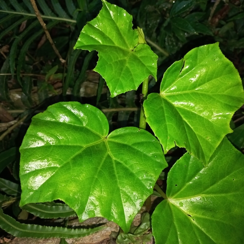 Image of Begonia convolvulacea by (c) Patrícia Mees, some rights reserved (CC BY)