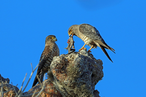Banded Kestrel (Falco zoniventris), photo 10