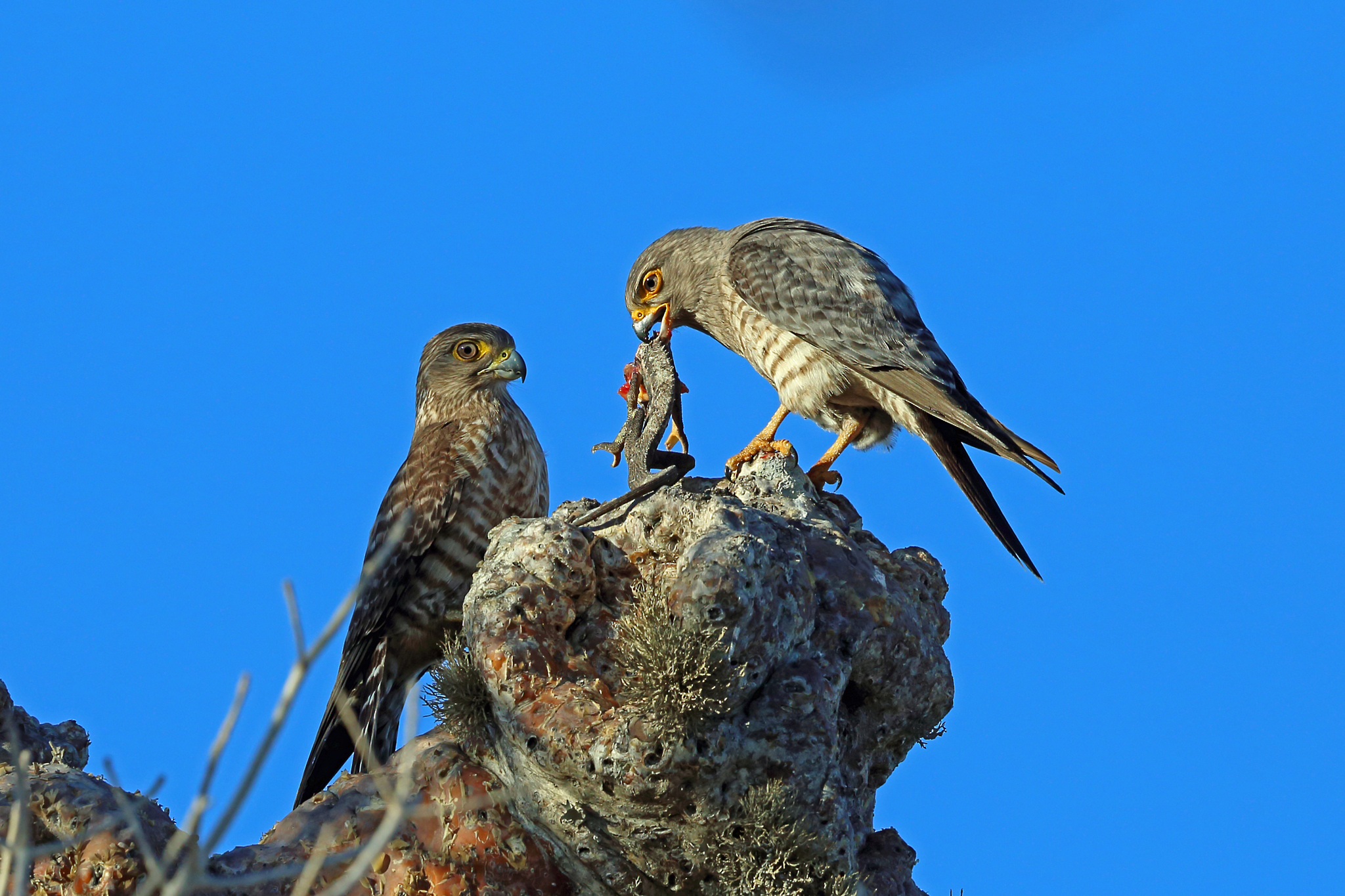 Banded Kestrel illustration