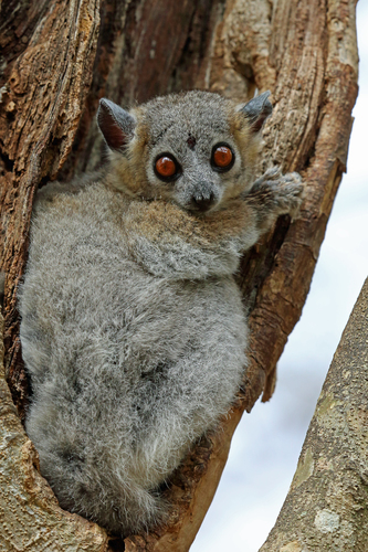 Lepilemur leucopus