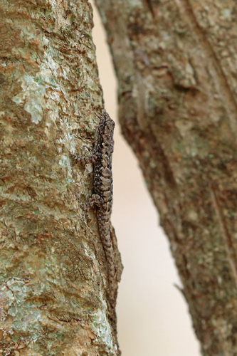 Lygodactylus tuberosus
