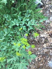 Lomatium californicum