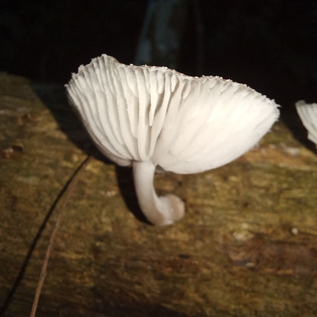 Oudemansiella platensis · April 2024 · photo: © patricia_mees (iNaturalist, cc-by)