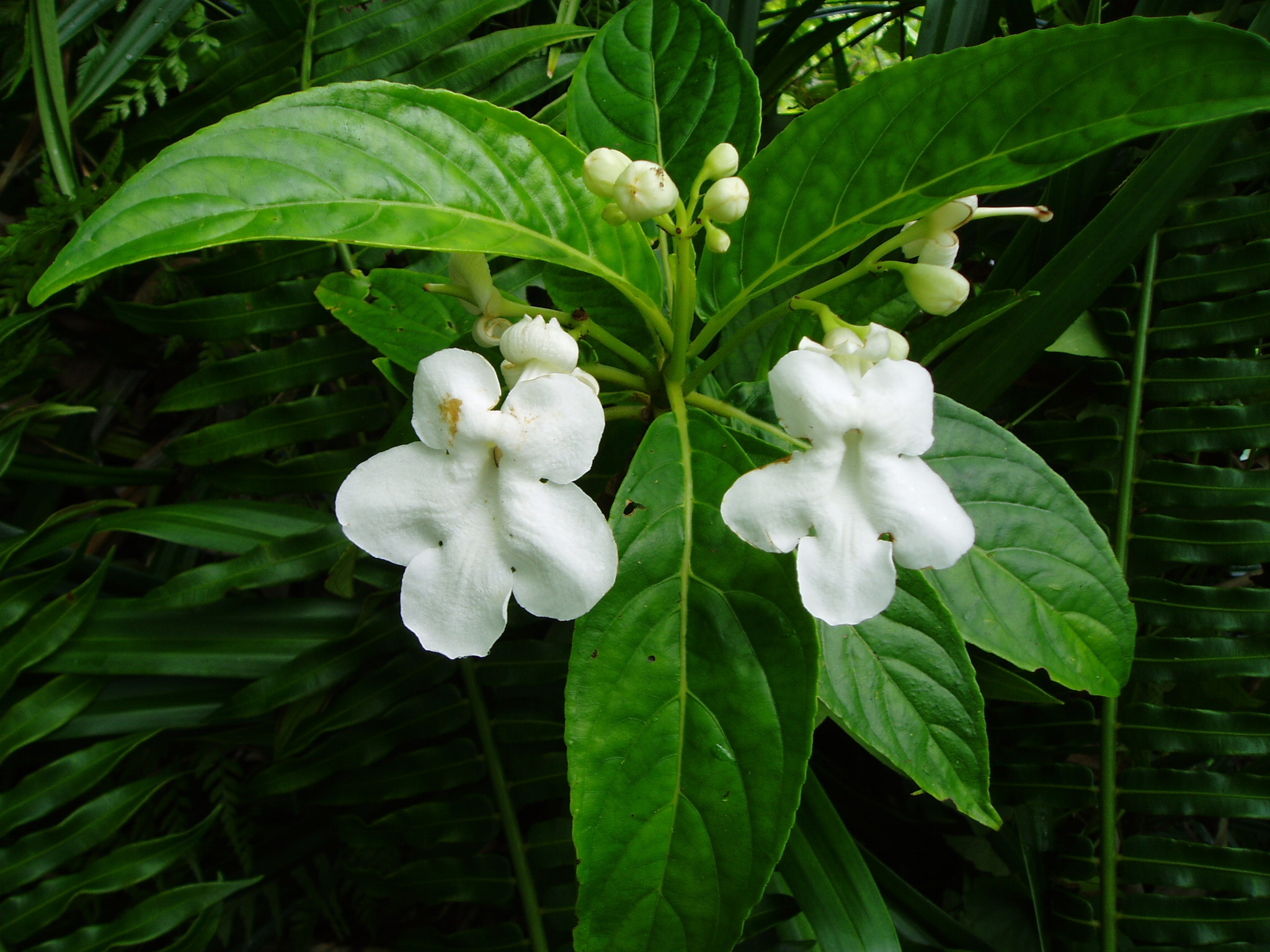 Cyrtandra pulchella