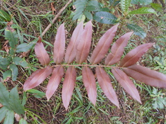 Blechnum cordatum
