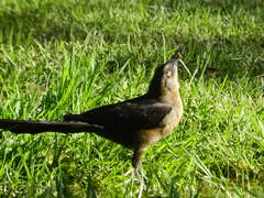 Quiscalus mexicanus
