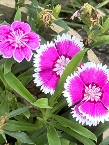 Foto de Cravina