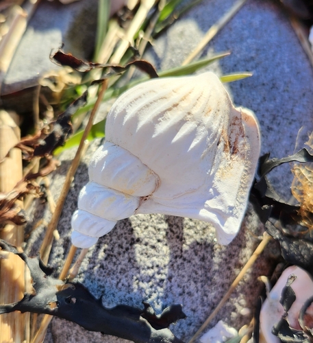 American pelicanfoot
