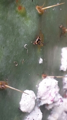 Hyperaspis trifurcata