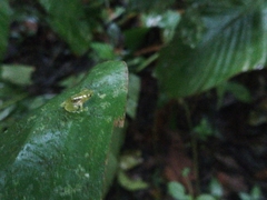 Pristimantis acuminatus