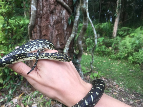 Diamond Python sighting