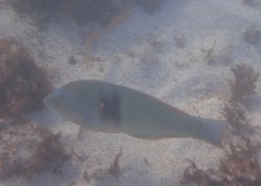 Halichoeres nicholsi