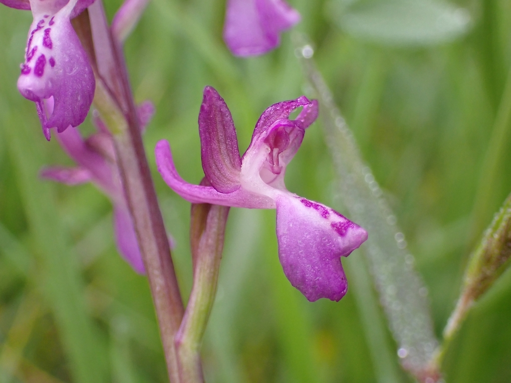 Anacamptis × alata