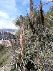 Puya meziana