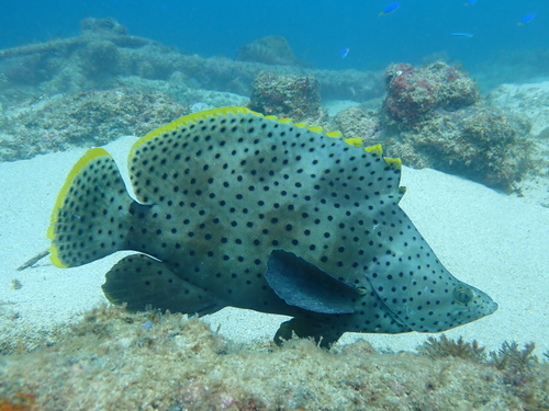 Humpback grouper (Cromileptes altivelis) — Serranidae — 4