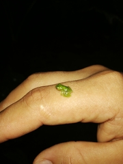 Pristimantis acuminatus