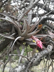 Tillandsia sphaerocephala