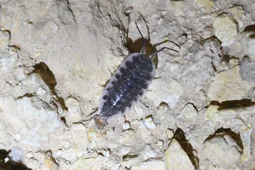 Porcellio olivieri