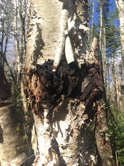 Inonotus obliquus sterilis