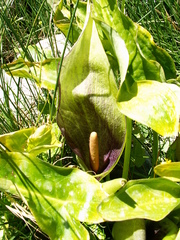 Arum concinnatum