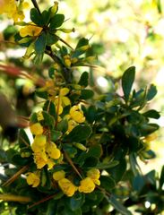 Berberis cretica