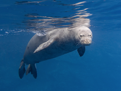 Hawaiian Monk Seal