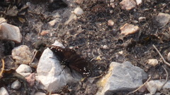 Pholisora mejicanus