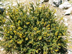 Berberis cretica