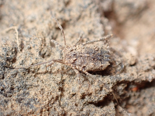 Homalenotus buchneri