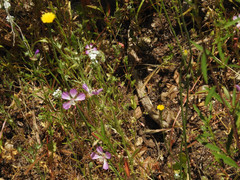 Clarkia delicata