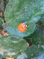 Harmonia axyridis