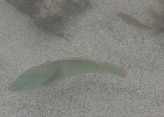 Halichoeres nicholsi