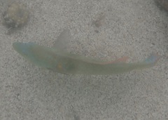 Halichoeres nicholsi