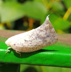 Lawana conspersa