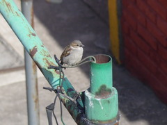 Passer domesticus