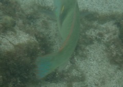 Halichoeres nicholsi