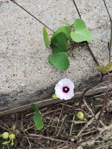 Image of Ipomoea amnicola by (c) Jose Luis Navarro, some rights reserved (CC BY)