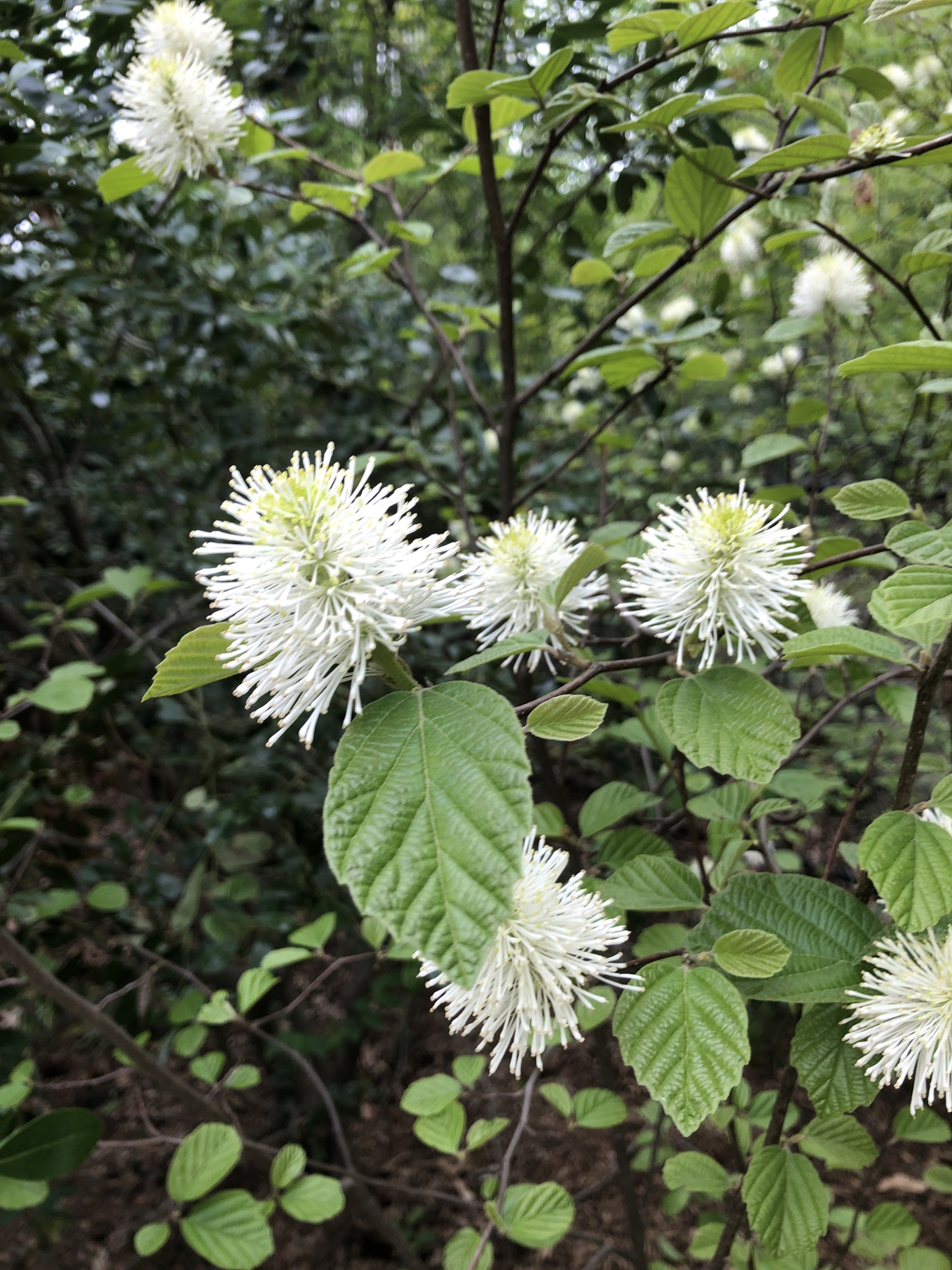 Fothergilla