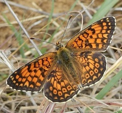 Melitaea phoebe