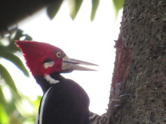 Crimson-Crested Woodpecker photo 5