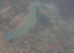 Halichoeres nicholsi