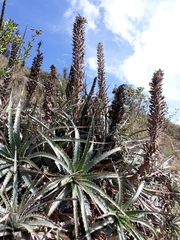 Puya meziana