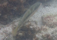 Halichoeres nicholsi